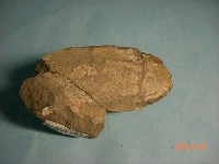 藏品(海螵蛸)的圖片